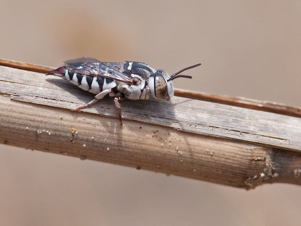 Coelioxys brevis